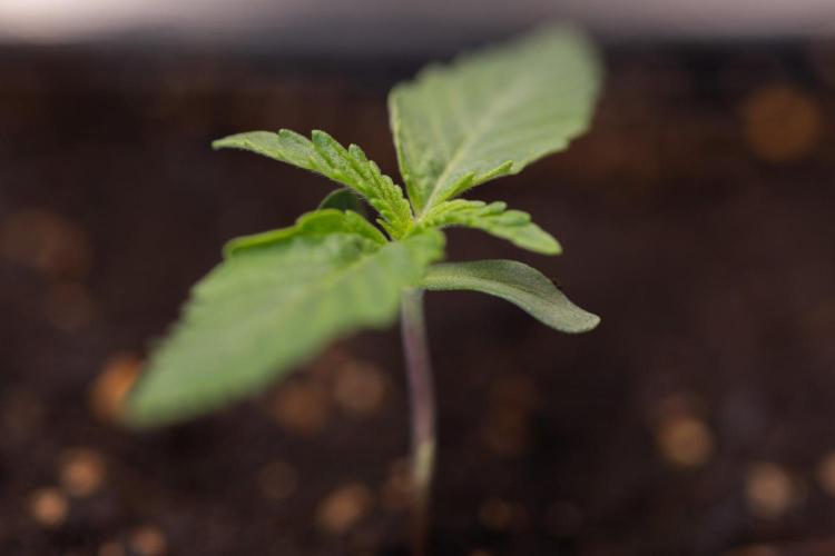 LCG F1 🍋🍒🍦 - Zamnezia x B&B. Week 0 - Lemon Cherry Gelat - F1 Hybrid Photoperiodic - Week 00