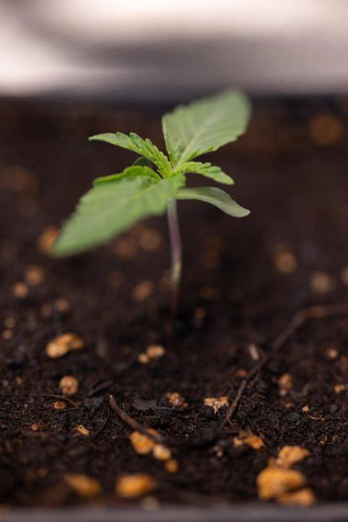 LCG F1 🍋🍒🍦 - Zamnezia x B&B. Week 0 - Lemon Cherry Gelat - F1 Hybrid Photoperiodic - Week 00