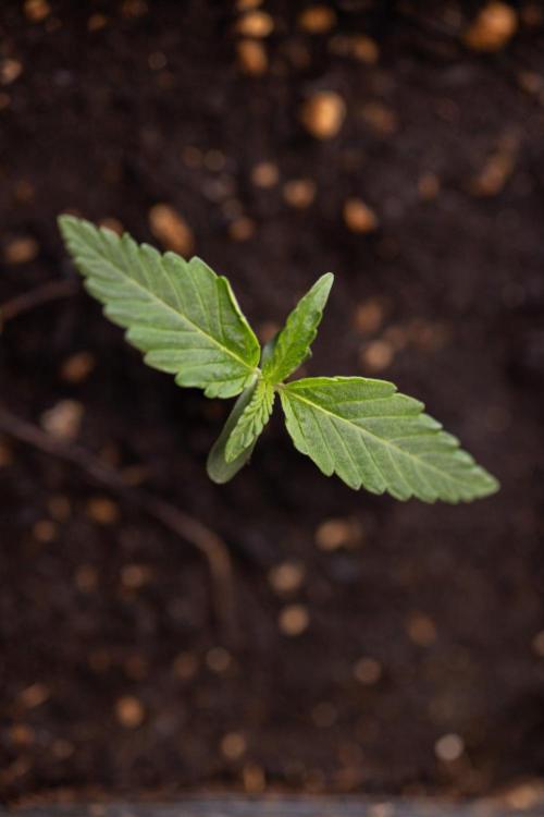 LCG F1 🍋🍒🍦 - Zamnezia x B&B. Week 0 - Lemon Cherry Gelat - F1 Hybrid Photoperiodic - Week 00