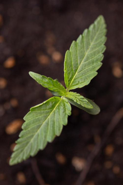 LCG F1 🍋🍒🍦 - Zamnezia x B&B. Week 0 - Lemon Cherry Gelat - F1 Hybrid Photoperiodic - Week 00