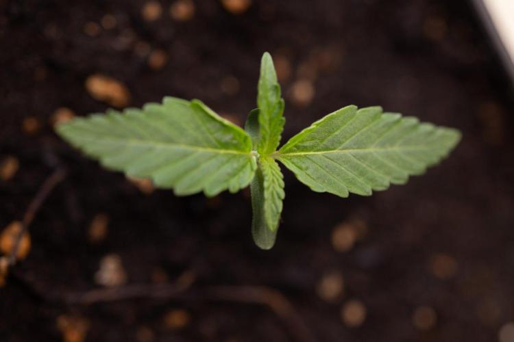 LCG F1 🍋🍒🍦 - Zamnezia x B&B. Week 0 - Lemon Cherry Gelat - F1 Hybrid Photoperiodic - Week 00