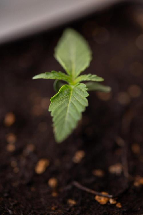 LCG F1 🍋🍒🍦 - Zamnezia x B&B. Week 0 - Lemon Cherry Gelat - F1 Hybrid Photoperiodic - Week 00