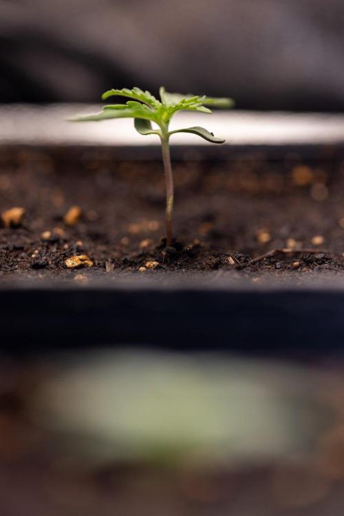 LCG F1 🍋🍒🍦 - Zamnezia x B&B. Week 0 - Lemon Cherry Gelat - F1 Hybrid Photoperiodic - Week 00