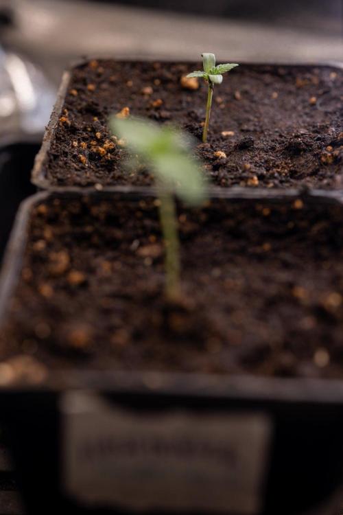 Hash Burger 🍔 - Zamnesia x B&B. Week 0 - Hash Burger - Photoperiodic - Week 00