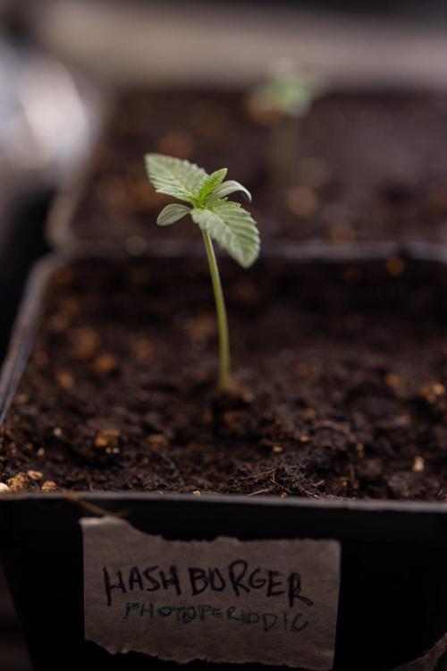 Hash Burger 🍔 - Zamnesia x B&B. Week 0 - Hash Burger - Photoperiodic - Week 00