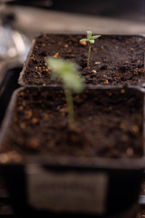 Hash Burger 🍔 - Zamnesia x B&B. Week 0 - Hash Burger - Photoperiodic - Week 00