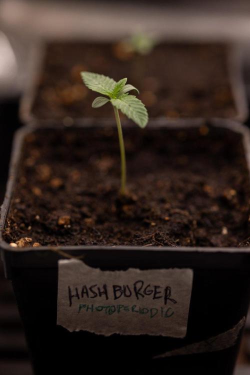 Hash Burger 🍔 - Zamnesia x B&B. Week 0 - Hash Burger - Photoperiodic - Week 00