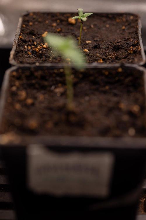 Hash Burger 🍔 - Zamnesia x B&B. Week 0 - Hash Burger - Photoperiodic - Week 00