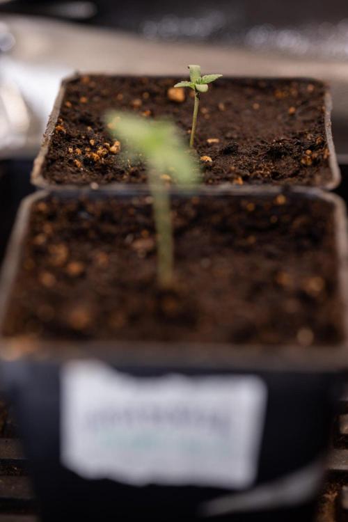 Hash Burger 🍔 - Zamnesia x B&B. Week 0 - Hash Burger - Photoperiodic - Week 00