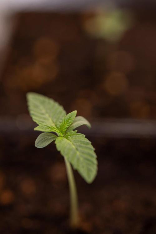 Hash Burger 🍔 - Zamnesia x B&B. Week 0 - Hash Burger - Photoperiodic - Week 00