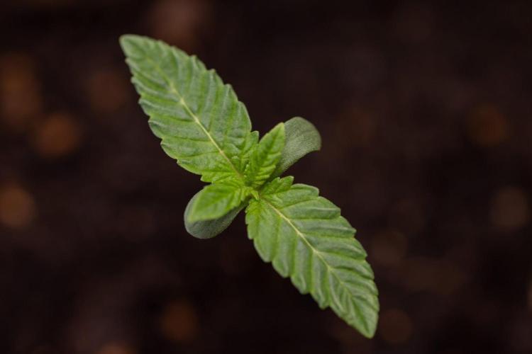 Hash Burger 🍔 - Zamnesia x B&B. Week 0 - Hash Burger - Photoperiodic - Week 00