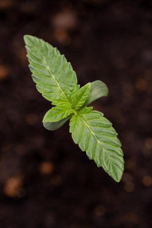 Hash Burger 🍔 - Zamnesia x B&B. Week 0 - Hash Burger - Photoperiodic - Week 00