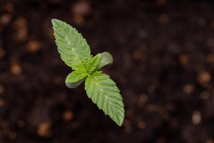 Hash Burger 🍔 - Zamnesia x B&B. Week 0 - Hash Burger - Photoperiodic - Week 00