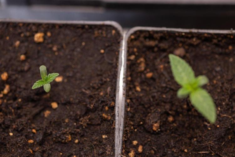 Hash Burger 🍔 - Zamnesia x B&B. Week 0 - Hash Burger - Photoperiodic - Week 00