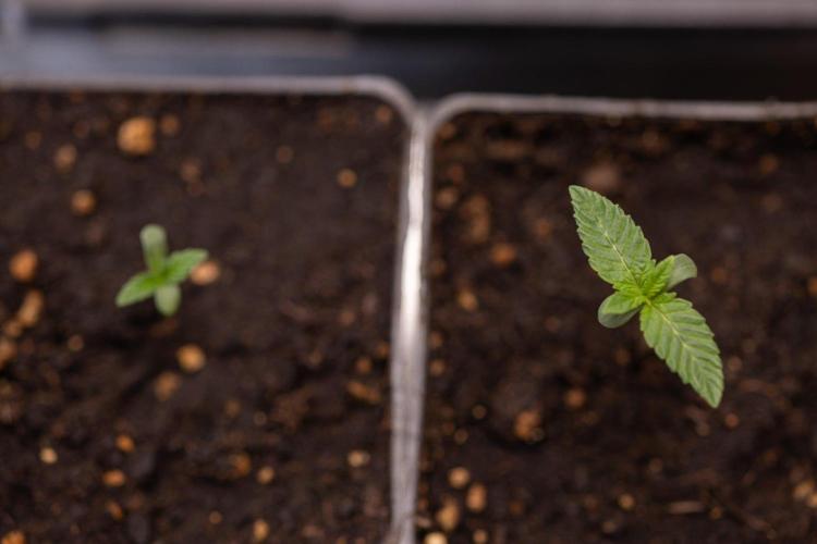 Hash Burger 🍔 - Zamnesia x B&B. Week 0 - Hash Burger - Photoperiodic - Week 00