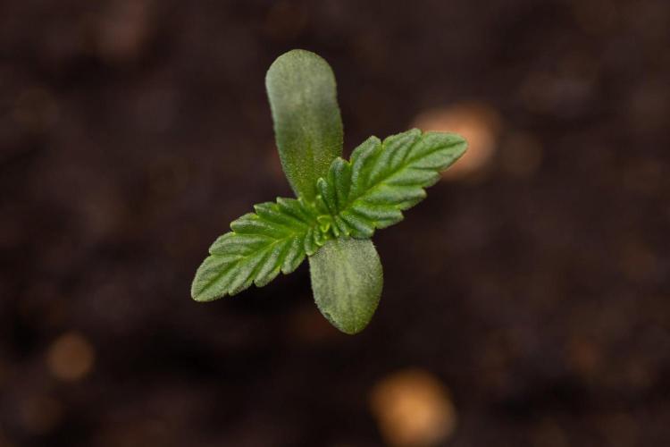 Hash Burger 🍔 - Zamnesia x B&B. Week 0 - Hash Burger - Photoperiodic - Week 00