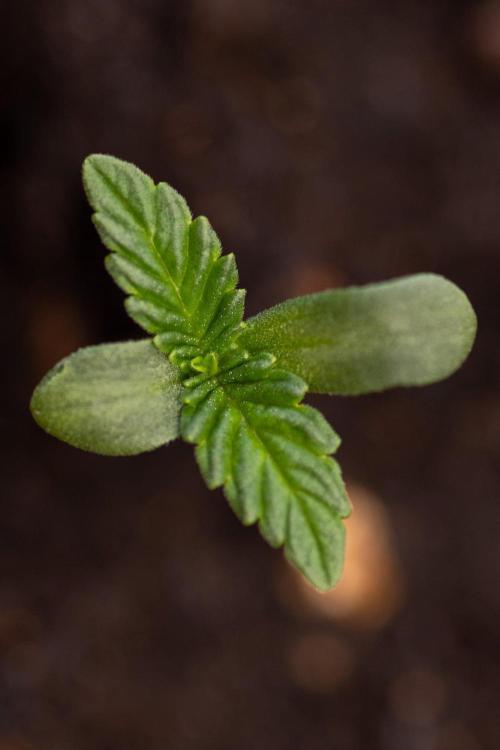 Hash Burger 🍔 - Zamnesia x B&B. Week 0 - Hash Burger - Photoperiodic - Week 00