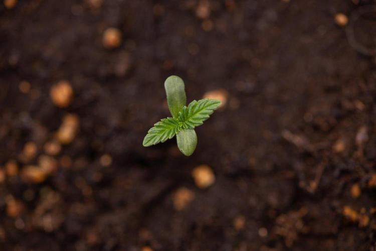 Hash Burger 🍔 - Zamnesia x B&B. Week 0 - Hash Burger - Photoperiodic - Week 00