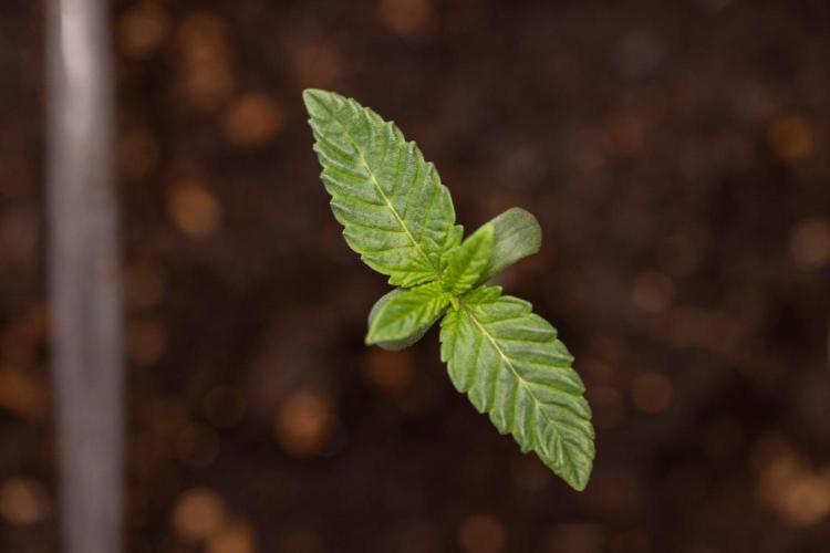 Hash Burger 🍔 - Zamnesia x B&B. Week 0 - Hash Burger - Photoperiodic - Week 00