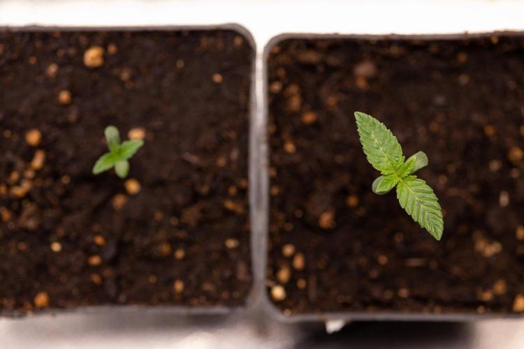 Hash Burger 🍔 - Zamnesia x B&B. Week 0 - Hash Burger - Photoperiodic - Week 00
