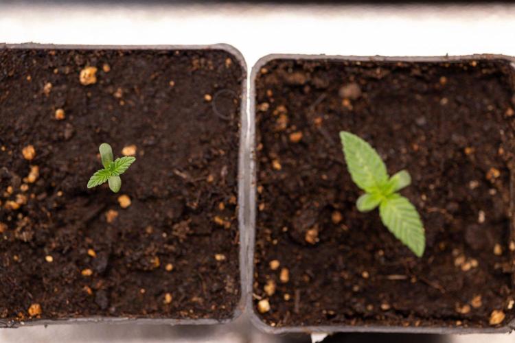 Hash Burger 🍔 - Zamnesia x B&B. Week 0 - Hash Burger - Photoperiodic - Week 00