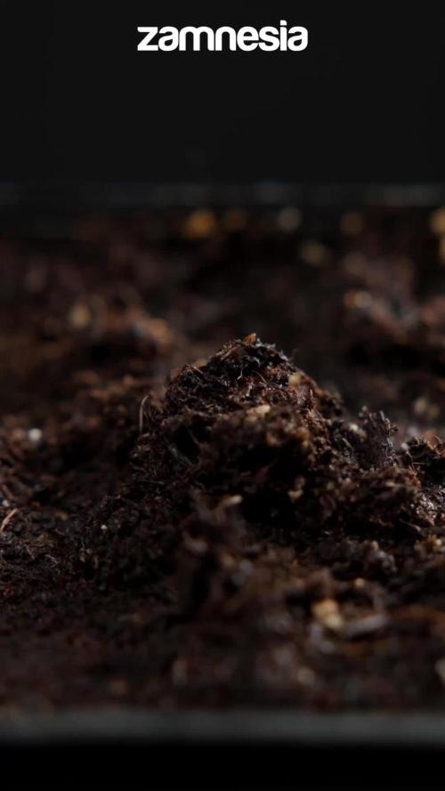 LCG F1 🍋🍒🍦 - Zamnezia x B&B