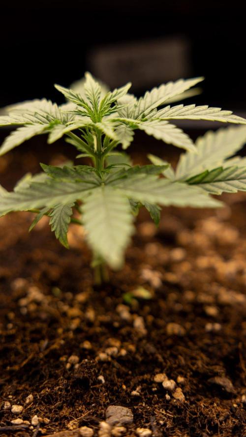 Hawaiian Snow 🌸 Auto - Zamnesia x B&B. Week 2 - Hawaiian Snow Automatic