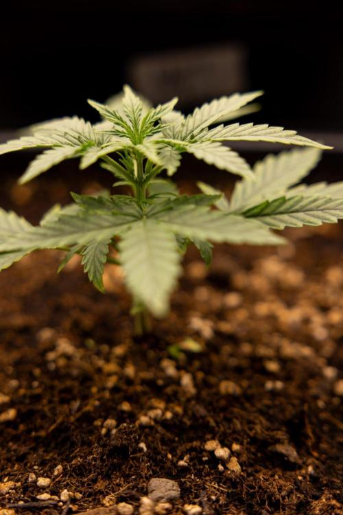 Hawaiian Snow 🌸 Auto - Zamnesia x B&B. Week 2 - Hawaiian Snow Automatic