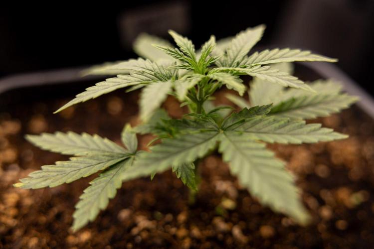 Hawaiian Snow 🌸 Auto - Zamnesia x B&B. Week 2 - Hawaiian Snow Automatic