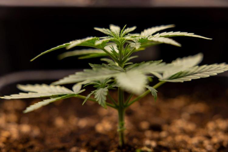 Hawaiian Snow 🌸 Auto - Zamnesia x B&B. Week 2 - Hawaiian Snow Automatic