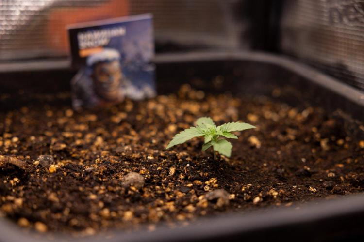 Hawaiian Snow 🌸 Auto - Zamnesia x B&B. Week 2 - Hawaiian Snow Automatic