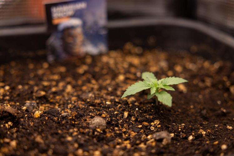 Hawaiian Snow 🌸 Auto - Zamnesia x B&B. Week 2 - Hawaiian Snow Automatic