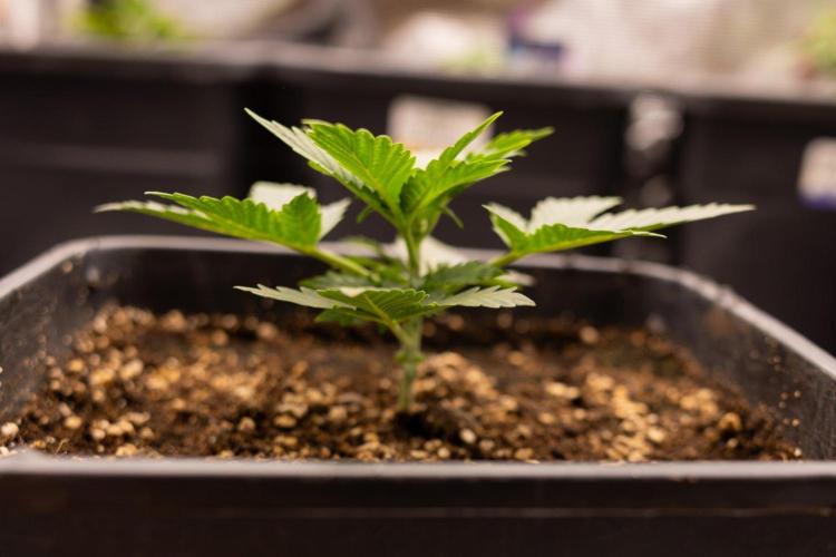 White Widow 🕷️ F1 Auto - Xamnesia x B&B. Week 2 - White Widow F1 Hybrid Automatic