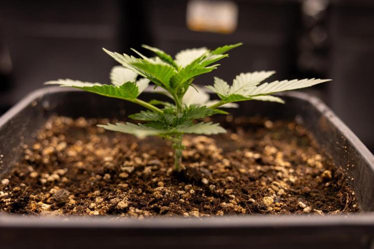White Widow 🕷️ F1 Auto - Xamnesia x B&B. Week 2 - White Widow F1 Hybrid Automatic