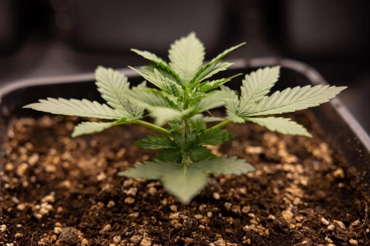 White Widow 🕷️ F1 Auto - Xamnesia x B&B. Week 2 - White Widow F1 Hybrid Automatic
