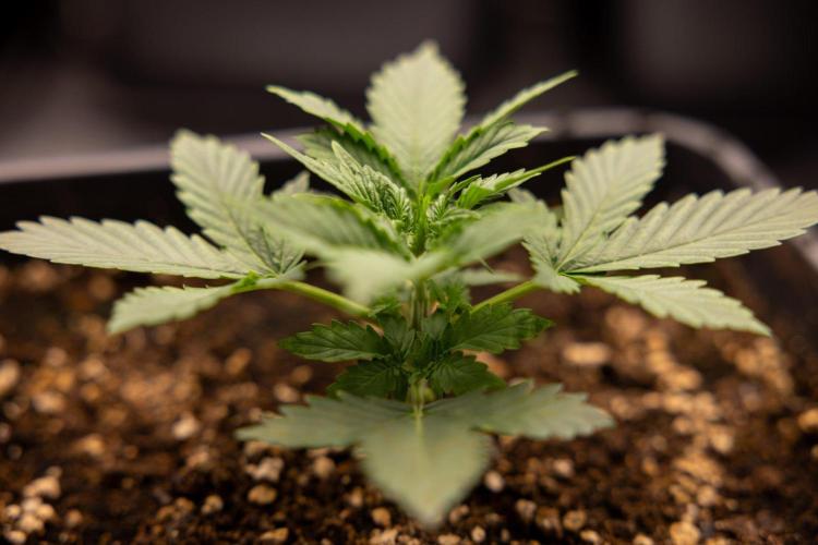 White Widow 🕷️ F1 Auto - Xamnesia x B&B. Week 2 - White Widow F1 Hybrid Automatic