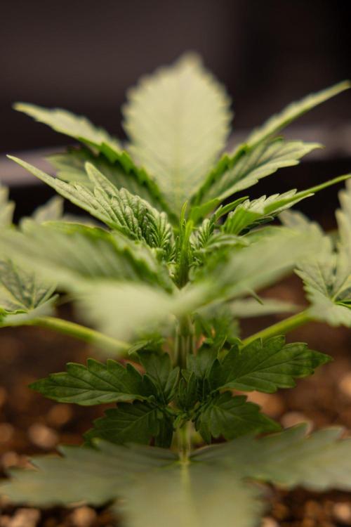 White Widow 🕷️ F1 Auto - Xamnesia x B&B. Week 2 - White Widow F1 Hybrid Automatic