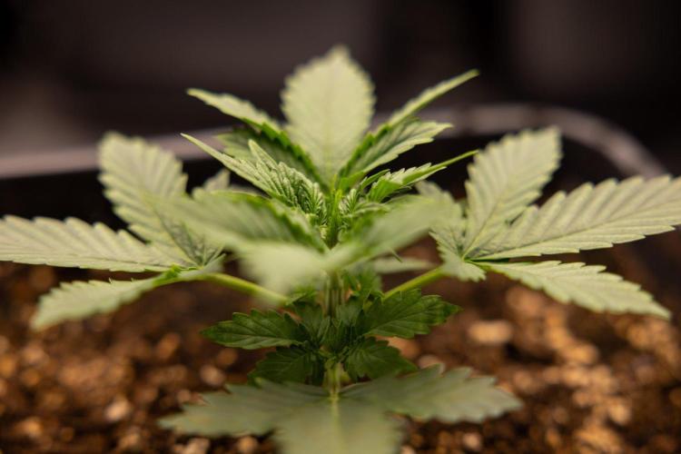 White Widow 🕷️ F1 Auto - Xamnesia x B&B. Week 2 - White Widow F1 Hybrid Automatic
