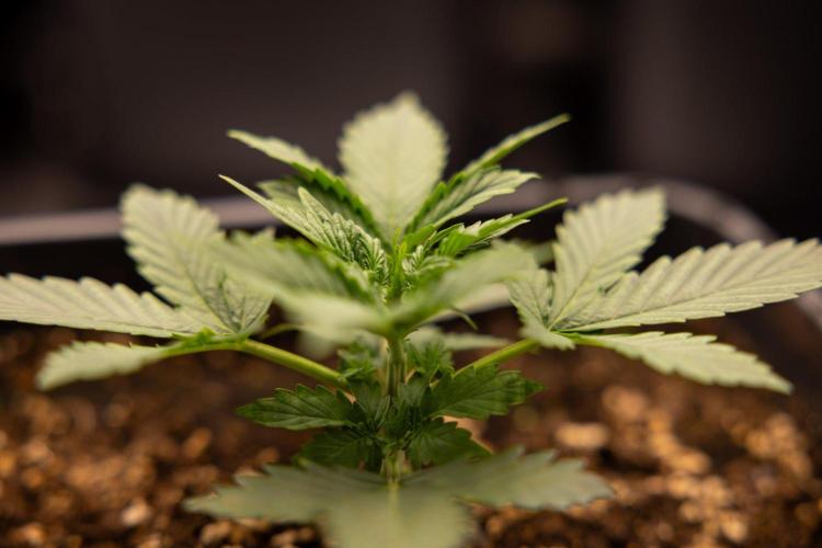 White Widow 🕷️ F1 Auto - Xamnesia x B&B. Week 2 - White Widow F1 Hybrid Automatic