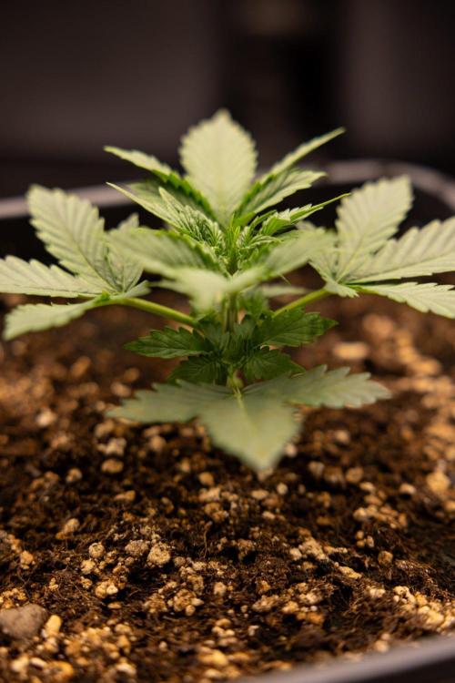 White Widow 🕷️ F1 Auto - Xamnesia x B&B. Week 2 - White Widow F1 Hybrid Automatic