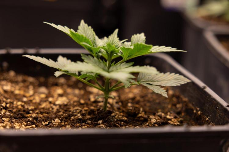 White Widow 🕷️ F1 Auto - Xamnesia x B&B. Week 2 - White Widow F1 Hybrid Automatic