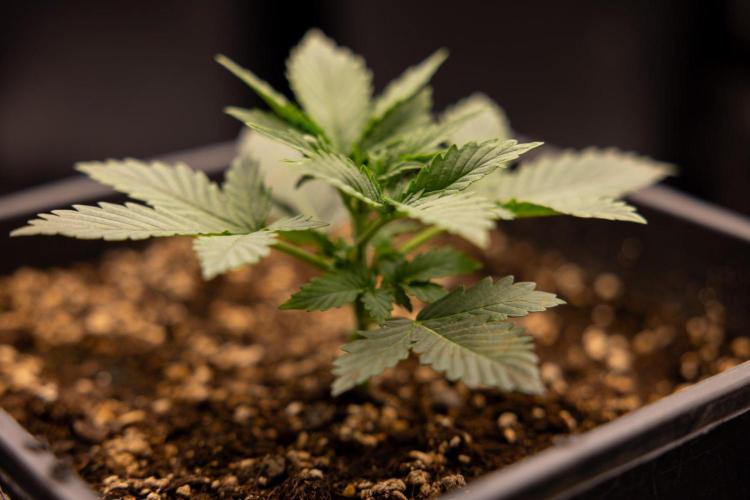 White Widow 🕷️ F1 Auto - Xamnesia x B&B. Week 2 - White Widow F1 Hybrid Automatic