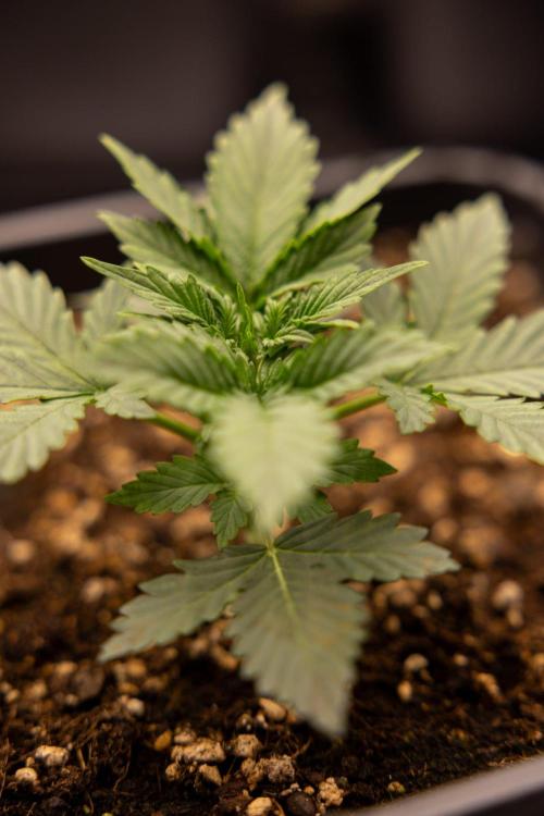 White Widow 🕷️ F1 Auto - Xamnesia x B&B. Week 2 - White Widow F1 Hybrid Automatic