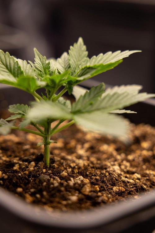White Widow 🕷️ F1 Auto - Xamnesia x B&B. Week 2 - White Widow F1 Hybrid Automatic