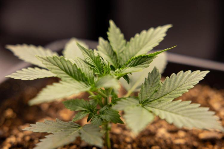 White Widow 🕷️ F1 Auto - Xamnesia x B&B. Week 2 - White Widow F1 Hybrid Automatic