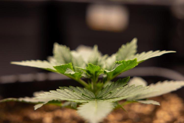 White Widow 🕷️ F1 Auto - Xamnesia x B&B. Week 2 - White Widow F1 Hybrid Automatic