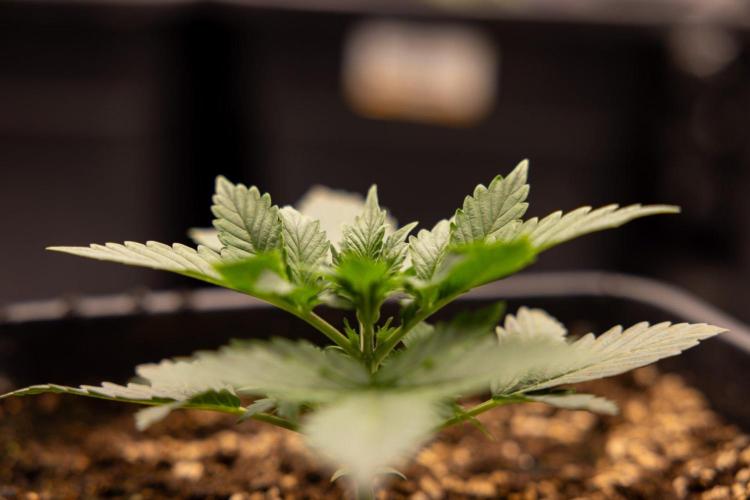 White Widow 🕷️ F1 Auto - Xamnesia x B&B. Week 2 - White Widow F1 Hybrid Automatic