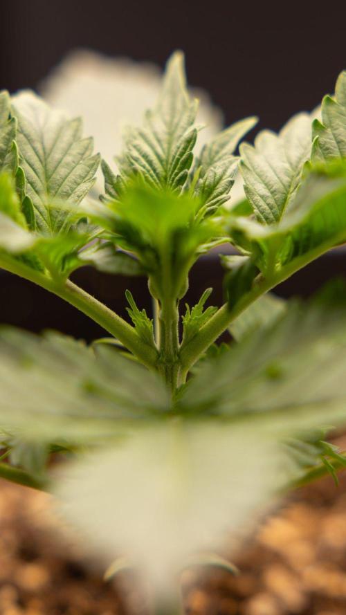 White Widow 🕷️ F1 Auto - Xamnesia x B&B. Week 2 - White Widow F1 Hybrid Automatic