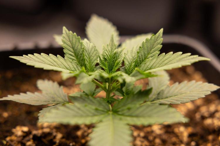 White Widow 🕷️ F1 Auto - Xamnesia x B&B. Week 2 - White Widow F1 Hybrid Automatic