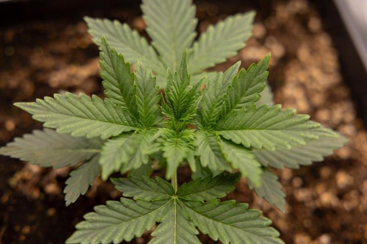 White Widow 🕷️ F1 Auto - Xamnesia x B&B. Week 2 - White Widow F1 Hybrid Automatic
